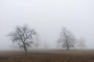 Oak forest in fog in autumn