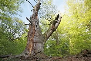 Robur Gallery: Oak Tree - ancient specimen in spring