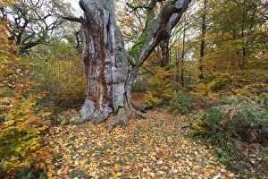 Images Dated 28th October 2012: Oak Tree - ancient stem and autumn colour