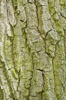 Robur Gallery: Oak Tree bark detail