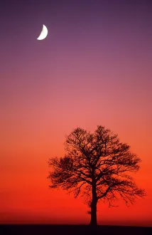 OAK Tree - and half moon in winter dusk