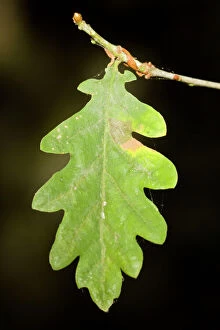 Quercus Gallery: Oak Tree leaf detail