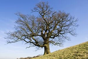Robur Gallery: Oak Tree - in winter against blue sky