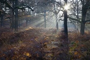 Robur Gallery: Oak Tree - woodland with bracken - early morning
