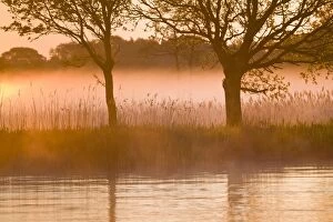 Reedbed Gallery: Oak Trees - at edge of reedbed in misty sunrise