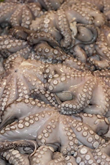 Unesco World Heritage Gallery: Octopus for sale - Fish Market, Venice, Italy Octopus for sale - Fish Market, Venice, Italy
