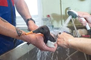 Oiled Guillemot being cleaned at RSPCA rescue centre