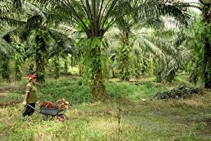 Images Dated 28th November 2007: oilpalm plantation with a worker (Pongo pygmaeus)