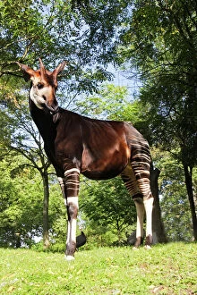 Denmark Gallery: Okapi male