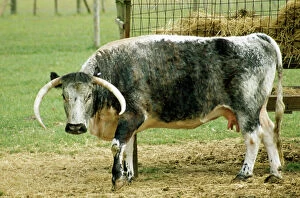 Horns Gallery: Old English Longhorn CATTLE - at hay trough