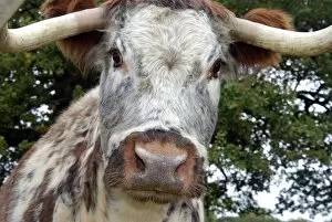 Images Dated 8th October 2009: Old English Longhorn cattle - used for conservation grazing and re-establishment of wood pasture