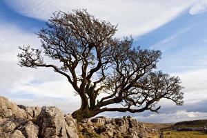 Old Hawthorn Bush - on Limestone pavement above Malham Cove Old Hawthorn Bush - on Limestone pavement above Malham Cove