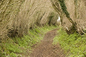 Old sunken lane in the ancient countryside of West Dorset, at Kingcombe Old sunken lane in the ancient countryside of West Dorset, at Kingcombe