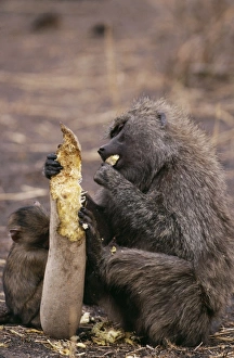 Olive BABOON - eating sausage from sausage tree Olive BABOON - eating sausage from sausage tree