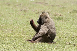 Images Dated 2nd October 2013: Olive Baboon (Papio anubis), Msai Mara
