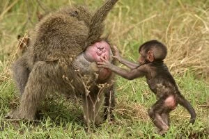 Images Dated 22nd August 2003: Olive Baboons Young holding onto bottom of adult Maasai Mara, Kenya, Africa