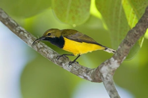 Olive-backed Sunbird - male adult sitting on a branch having just caught a spider Olive-backed Sunbird - male adult sitting on a branch having just caught a spider