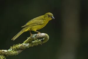 Cardinals And Grosbeaks Gallery: Olive Tanager