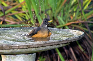 Related Images Gallery: Olive Thrush - bathing in birdbath