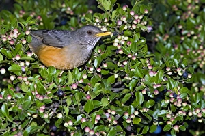 Olive Thrush - on cat thorn bush (Scutia myrtina) Olive Thrush - on cat thorn bush (Scutia myrtina)