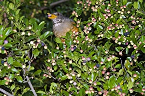 Olive Thrush - feeding on fruits of cat thorn bush (Scutia myrtina) Olive Thrush - feeding on fruits of cat thorn bush (Scutia myrtina)