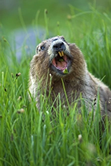 Olympic Marmot - in alpine area of Olympic Mountains Olympic Marmot - in alpine area of Olympic Mountains