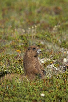 Olympic Marmot - On breeding grounds in subalpine meadow Olympic Marmot - On breeding grounds in subalpine meadow