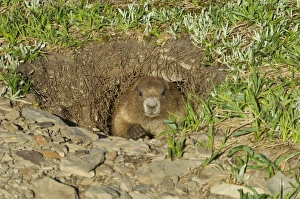 Olympic Marmot - looking out of burrow Olympic Marmot - looking out of burrow
