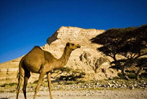 Oman, Al-Shuwaymiyah, dromedary in the Wadi