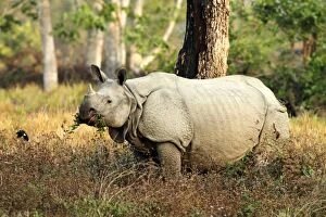 Images Dated 6th March 2011: One-horned Rhinoceros - feeding