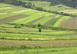 Open field systems in Tatra foothills Open field systems in Tatra foothills