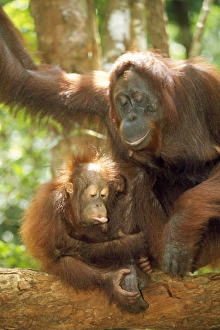 <b class=qtipBold><figcaption>Orang-utan - adult & young</figcaption></b><br>WAT-5596 Orang-utan - adult & young Pongo pygmaeus M. Watson Please note that prints are for personal display purposes only and may not be reproduced in any way.<br><em>© M.Watson/ardea.com</em> Orang-utan - adult & young