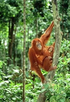 Rainforest Collection: Orang-utan JPF 8453 Sabah Borneo Pongo pygmaeus © Jean-Paul Ferrero / ARDEA LONDON