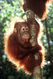 <b class=qtipBold><figcaption>Orang-utan - scared baby</figcaption></b><br>WAT-5035 Orang-utan - scared baby Borneo Pongo pygmaeus M. Watson Please note that prints are for personal display purposes only and may not be reproduced in any way.<br><em>© Ardea 2007 - All Rights Reserved</em> Orang-utan - scared baby