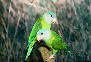 Orange-flanked / Grey-cheeked Parakeet Orange-flanked / Grey-cheeked Parakeet