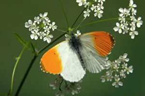 Images Dated 3rd May 2005: Orange Tip Butterfly