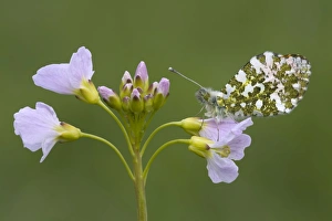 Orange Tip Butterfly - male - resting on Cuckoo flower Orange Tip Butterfly - male - resting on Cuckoo flower