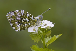 Orange Tip Butterfly - resting on Garlic Mustard flower Orange Tip Butterfly - resting on Garlic Mustard flower