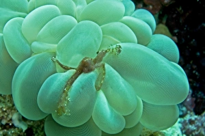 Orangutan Crab - by Bubble Coral - The long hairs on the body of this crab enable it to Orangutan Crab - by Bubble Coral - The long hairs on the body of this crab enable it to