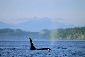 Orca Whale Print: A Photographic Image of an Orca in Puget Sound