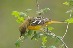 Orchard Oriole - Female feeding among what looks like a wild gooseberry type plant, Spring Orchard Oriole - Female feeding among what looks like a wild gooseberry type plant, Spring