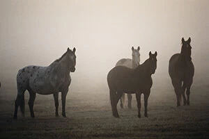 Images Dated 10th June 2014: Oregon, Seneca, Ponderosa Ranch, Horses