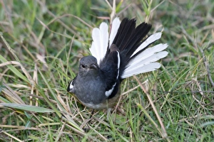 Oriental Magpie-Robin - Female displaying Oriental Magpie-Robin - Female displaying