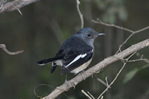 Oriental Magpie-Robin - Female perched on branch Oriental Magpie-Robin - Female perched on branch