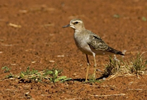 Oriental Plover - A migrant from Mongolia and Russia which prefers drier inland areas Oriental Plover - A migrant from Mongolia and Russia which prefers drier inland areas