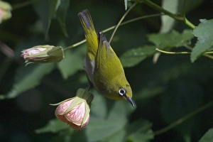 Oriental White-eye - On flower Oriental White-eye - On flower