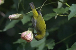 Oriental White-eye piercing base of flower Oriental White-eye piercing base of flower
