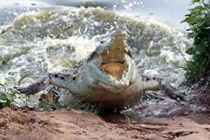 Orinoco CROCODILE - female lunging out of water to protect nest in bank Orinoco CROCODILE - female lunging out of water to protect nest in bank