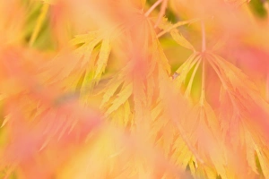 Ornamental maple - yellow and red coloured ornamental maple leaves in autumn Ornamental maple - yellow and red coloured ornamental maple leaves in autumn