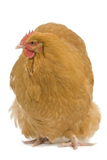 Orpington Chicken - in studio Orpington Chicken - in studio